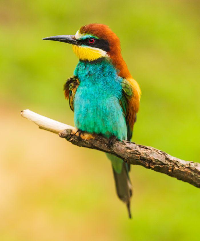 Southern Bee eater 